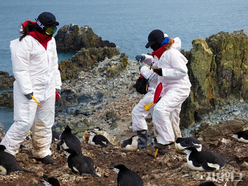 ‘ASPA No. 171 나레브스키 포인트’, 일명 ‘펭귄마을’에서 펭귄 개체수, 생태환경 등을 조사하고 있는 야생동물팀. 사진에 나온 펭귄은  ‘턱끈펭귄(Chinstrap penguin)’으로 약 2,500쌍이 펭귄마을에서 살고 있다./ 사진=남극특별취재팀