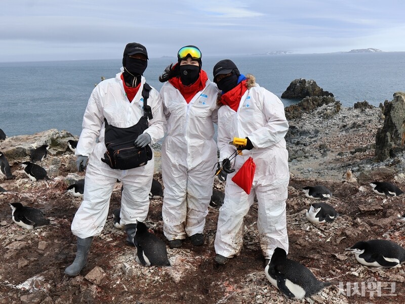 펭귄은 귀여운 외모와 달리 생각보다 사납다. 때문에 야생동물팀의 팔과 다리는 펭귄에게 쪼여 상처투성이다. 그럼에도 불구하고 연구원들은 매일같이 펭귄마을로 달려간다. 이들을 보호하고 연구하기 위함이다./ 사진=남극특별취재팀