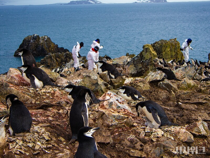 펭귄마을에서의 현장연구는 결코 쉬운 일이 아니다. 예민한 펭귄들의 공격을 피하면서 새끼, 알들의 개체수를 조사해야 하기 때문이다. 또한 물총처럼 발사하는 펭귄의 분변을 피하고 악취도 견뎌야 한다./ 사진=남극특별취재팀