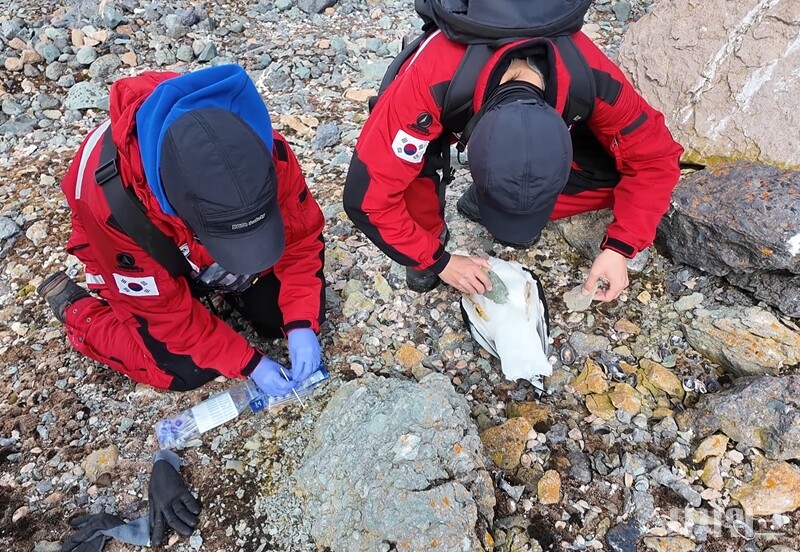 스쿠아, 남방큰재갈매기 등 대형 조류는 남극 생태계에서 최상위 포식자에 위치한다. 때문에 이들의 ‘분변’ 샘플은 남극 생물군 전체의 먹이사슬, 질병 발생 및 전파 연구에 필수다. 사진은 죽은 남방큰재갈매기 사체에서 분변 샘플을 채취하는 모습./ 사진=남극특별취재팀