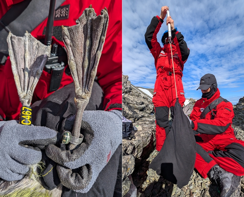 남극 최상위 포식자 중 하나인 ‘자이언트 패트럴(Giant petrel)’의 다리에 바이오로거를 부착하고 무게를 재는 야생동물팀 연구원들의 모습./ 사진=야생동물팀 제공