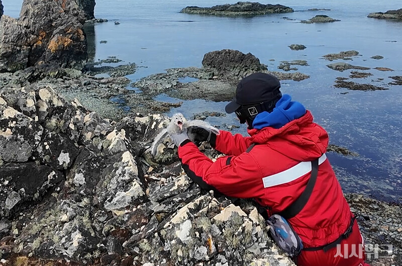 야생동물팀은 펭귄뿐만 아니라 여러 남극의 새들을 연구한다. 대표 연구종은 스쿠아, 자이언트 패트럴 등의 남극 최상위 포식자들이다./ 사진=남극특별취재팀