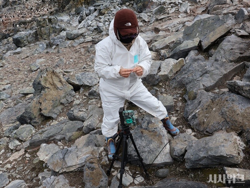 동물모니터링팀은 칼집부리물떼새의 다리에 무선추적기를 부착한다. 그 다음 태양광으로 작동하는 안테나를 통해 실시간 이동 데이터를 기록한다. 이렇게 얻은 데이터는 △칼집부리물떼새의 펭귄 집단번식지 내 세력권 형성 및 이용 양상 △비번식기 서식지 이용 및 이동경로 파악 등의 연구에 사용된다./ 사진=남극특별취재팀