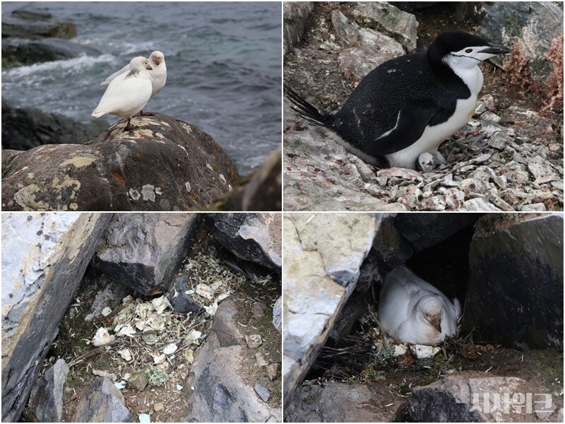 펭귄마을에 서식하는 칼집부리물떼새(사진 윗줄 왼쪽) 부부와 갓 태어난 새끼를 품고 있는 턱끈펭귄(사진 윗줄 오른쪽)의 모습. 특히 칼집부리물떼새는 새끼 펭귄의 사체, 깃털, 뼛조각 등으로 둥지를 꾸미는 것을 좋아한다(사진 아랫줄)./ 사진=남극특별취재팀
