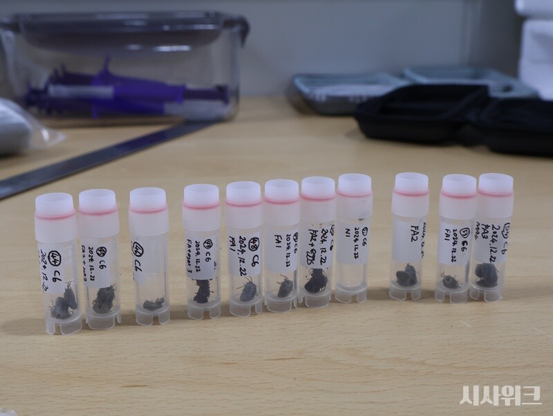 서울대 동물모니터링팀은 지난해 10월부터 남극의 ‘진드기’ 연구도 새롭게 시작했다. 펭귄마을의 바위 아래나 흙속에 서식하는 진드기는 펭귄, 스쿠아, 칼집부리물떼새 등 여러 조류와 포유동물의 피를 빨아먹는다. 이 진드기들을 연구하면 남극 온혈동물들의 질병 전파 현황과 종류 등을 분석할 수 있다. 사진은 동물모니터링팀이 수집한 진드기 샘플로, 냉동을 거쳐 오는 4월 한국으로 들어올 예정이다./ 사진=남극특별취재팀