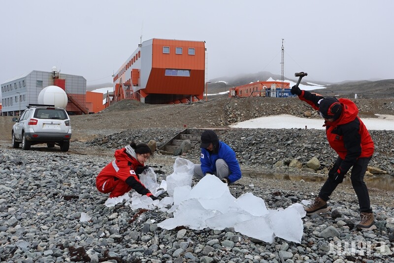저서팀은 온도와 환경에 민감한 삿갓조개 배양을 위해 매일 아침 해안가로 떠내려온 유빙(얼음 덩어리)를 깨서 운반한다. / 사진=남극특별취재팀