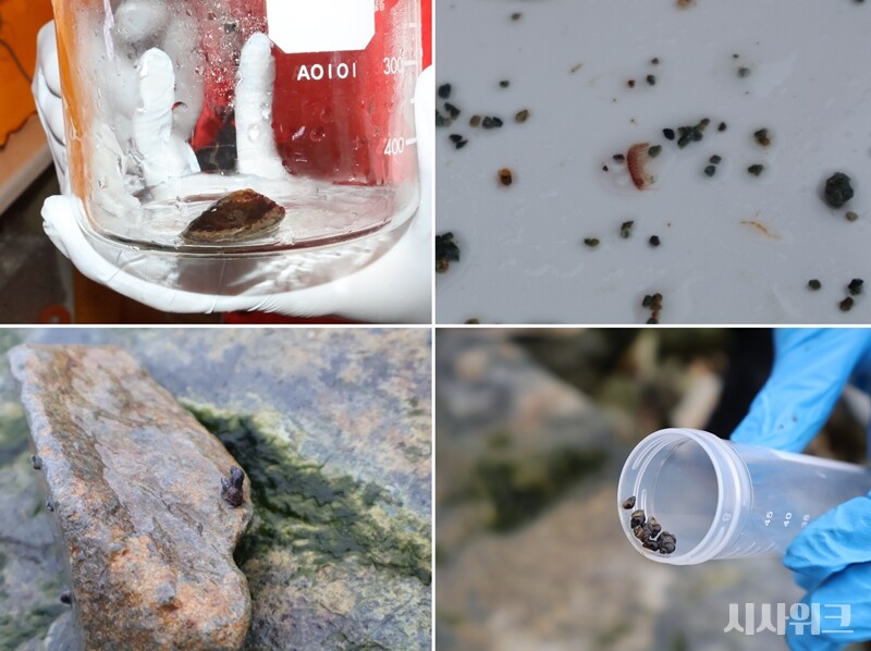 저서팀이 연구 중인 남극 저서생물들의 모습. (사진 위쪽 좌측부터)세종기지 연구캡슐에서 배양 중인 ‘남극삿갓조개’와 마리안소만 해안가에서 채집한 ‘옆새우’. (사진 아래 좌측부터) 마리안소만 해안가에서 발견한 복족류(고둥)와 이를 채집한 모습 / 사진=남극특별취재팀