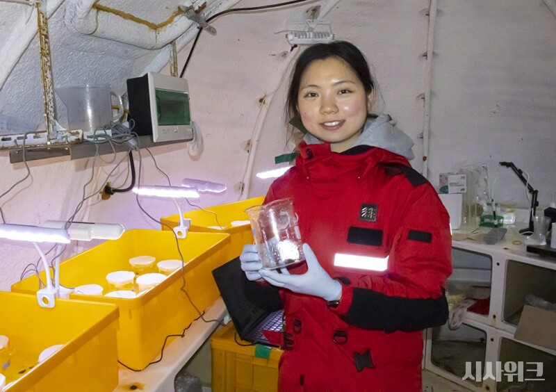 인하대학교 해양동물학연구실 서혜인 연구원은 ‘남극삿갓조개’가 기후변화로 인한 해양산성화에 어떻게 대응하고 있는지에 대한 연구를 진행 중이다. 사진은 삿갓조개를 배양 중인 세종기지 연구캡슐 ‘이글루’ 내부의 모습 / 사진=남극특별취재팀