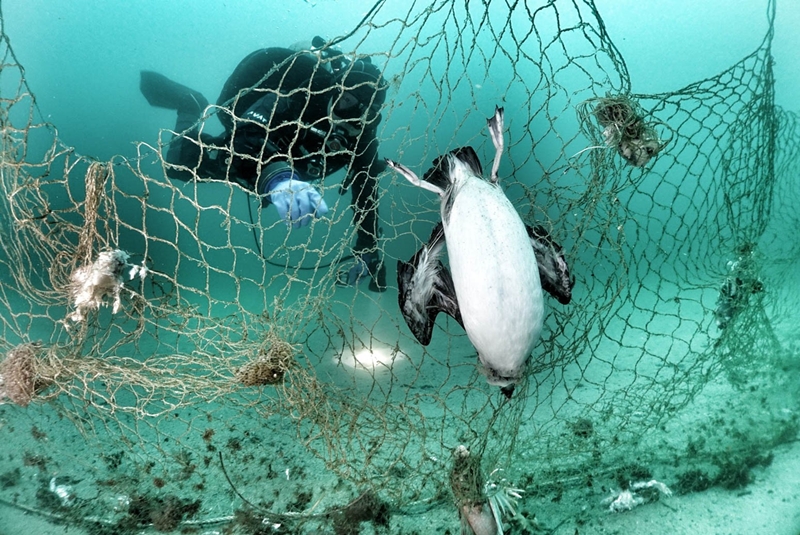 해양쓰레기 얽힘 피해가 가장 큰 종인 바닷새였다. KIOST에 따르면 전체 해양쓰레기 얽힘 피해 건수 중 갈매기, 가마우지, 바다제비 등 바닷새가 차지하는 비율은 87%였다. 물고기, 물개, 고래 등에 비해 훨씬 더 높은 수치다./ 한국해양과학기술원