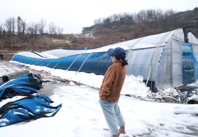 폭설로 하우스가 무너지면서 우리는 새로운 출발선에 서게 됐다. / 청양=박우주