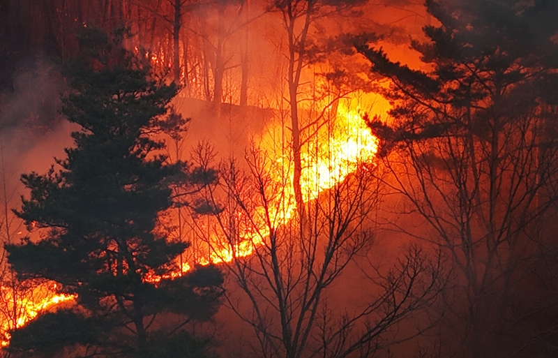 경북 의성에서 발생한 산불이 안동 등 경상도 권역을 휩쓸고 있다. 전문가들은 이번 산불 피해 확산이 ‘기후변화’가 적지 않은 영향을 미쳤을 것으로 보고 있다. 뿐만 아니라 거대 산불은 기후변화를 악화시키는 원인이 될 수 있다./ 뉴시스