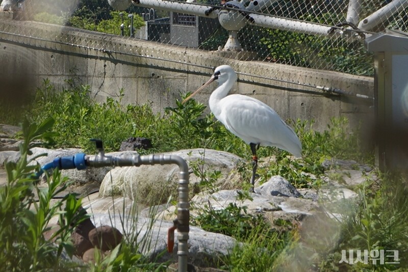 산불 피해를 막기 위해 국립생태원은 센터 내 동식물들을 모두 안전한 곳으로 이송한 상태다. 사진은 멸종위기종복원센터에서 복원 중인 저어새의 모습./ 시사위크DB