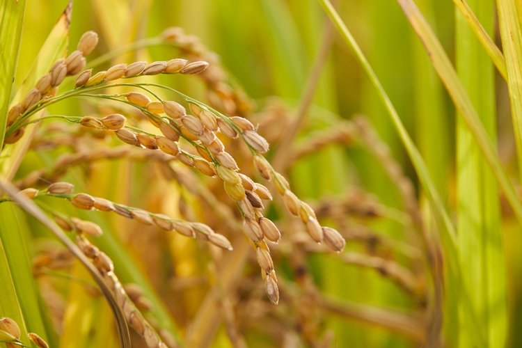 정부가 올해 벼 재배면적 조정제를 통해 8만㏊를 감축하겠다고 밝힌 가운데, 이를 두고 일각에서 쌀값 폭등과 식량 안보에 대한 우려가 제기됐다. / 게티이미지뱅크