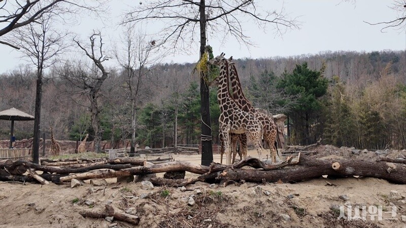사진은 기린 가족이 함께 풀을 먹고 있는 모습이다. / 사진=홍서연 인턴기자