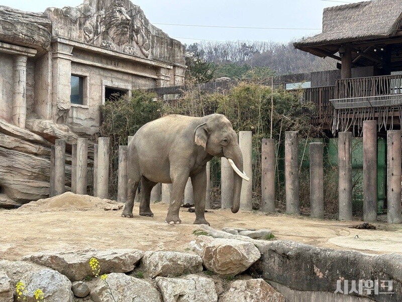 사진은 오전 내내 휴식을 취하던 코끼리가 리버 트레일 근처로 나와 활동을 시작하는 모습이다. /  