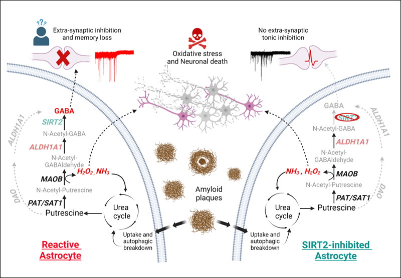 반응성 별세포의 가바(GABA)·과산화수소 생성 경로와 SIRT2 억제 효과./ 기초과학연구원