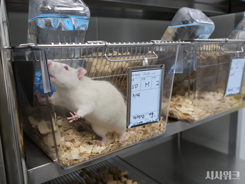 센터에서는 1만5,000여마리의 실험동물이 살고 있다. 가장 흔한 것이 ‘마우스’. 즉. 실험용 ‘생쥐’다. 쥐 외에도 토끼, 기니피그 등 실험 목적에 맞춰 다양한 포유동물들이 사육되고 있다. 각 동물들은 뇌기능 균형, 치매, 파킨슨병 등 사회적 이슈에 맞는 실험에 이용된다./ 사진=안혜림·홍서연 인턴기자