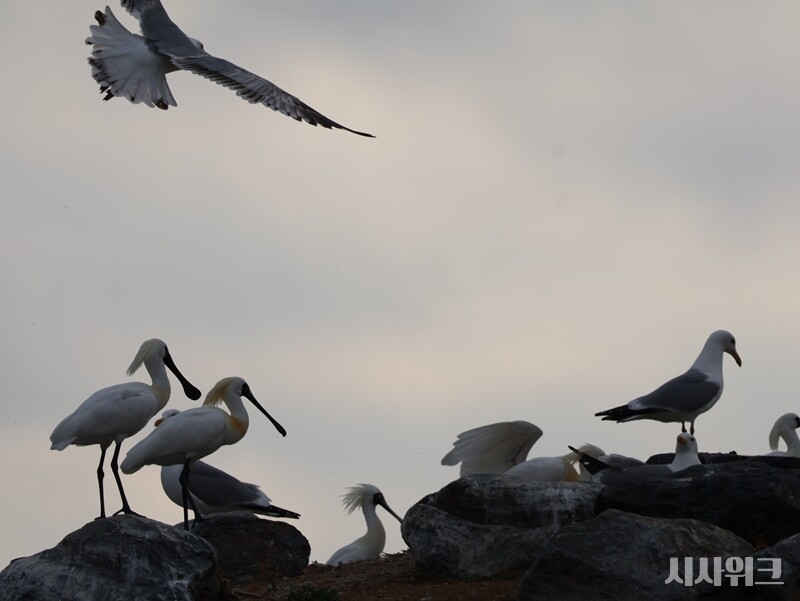 ‘저어새’는  과거 1950년대 만 해도 저어새는 우리나라에서 굉장히 흔히 볼 수 있는 물새 중 하나였다. 하지만 1990년대 들어 저어새는 개체수가 크게 감소했다. 주요 서식지인 갯벌이 매립지 건설, 간척사업으로 사라지면서다./ 사진|인천=박설민 기자