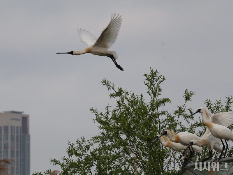  인천광역시 남동구에 위치한 남동유수지의 인공섬에서 날아오르는 저어새의 모습./ 박설민 기자