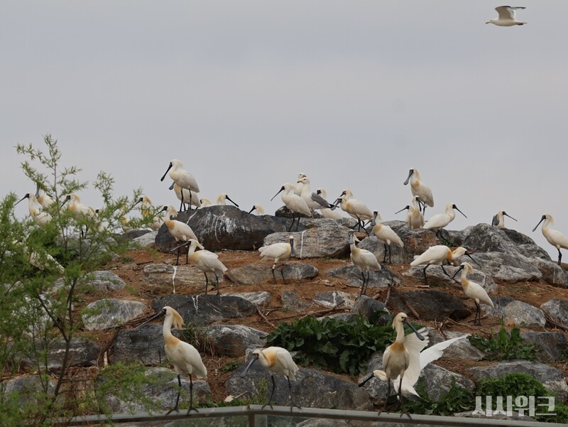 남동유수지에는 저어새들을 위한 2개의 인공섬이 마련돼 있다. 매년 3월이 되면 저어새들이 이곳에 모여 알을 낳는다./ 박설민 기자