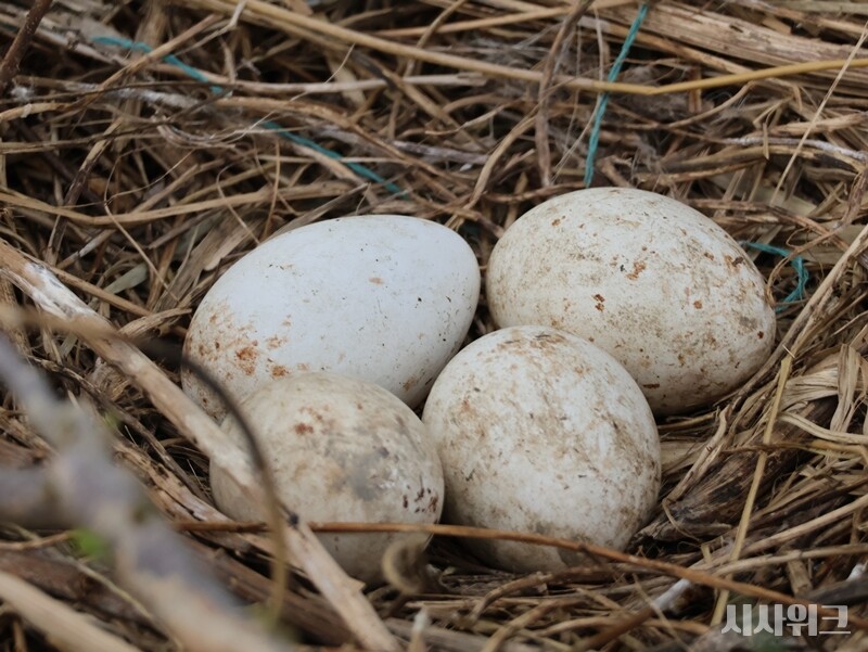 저어새는 한 번에 3~4개 정도의 알을 낳는다. 사진은 남동유수지 인공섬에 낳은 저어새 알의 실제 모습./ 박설민 기자