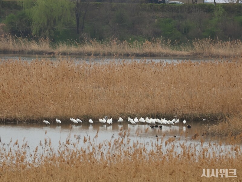 저어새를 비롯한 물새들의 서식 환경은 좋지 않은 실정이다. 인천 송도 지역 내 매립 공사가 꾸준히 진행되면서다. 특히 송도 10공구 지역에서 진행 중인 신규 항만 건설 등은 국가적으로 매우 중요하고 필요한 공사다. 하지만 이로 인해 갯벌이 사라지면서 지역 생태계가 흔들리는 것도 사실이다./ 박설민 기자