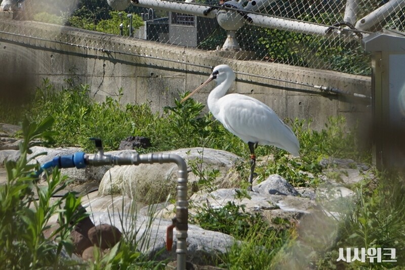 저어새 복원 연구기관은 경북 영양군에 위치한 국립생태원 멸종위기종복원센터다. 이곳에서는 저어새 개체수 증가를 위한 복원 사업을 지속적으로 진행 중이다./ 박설민 기자