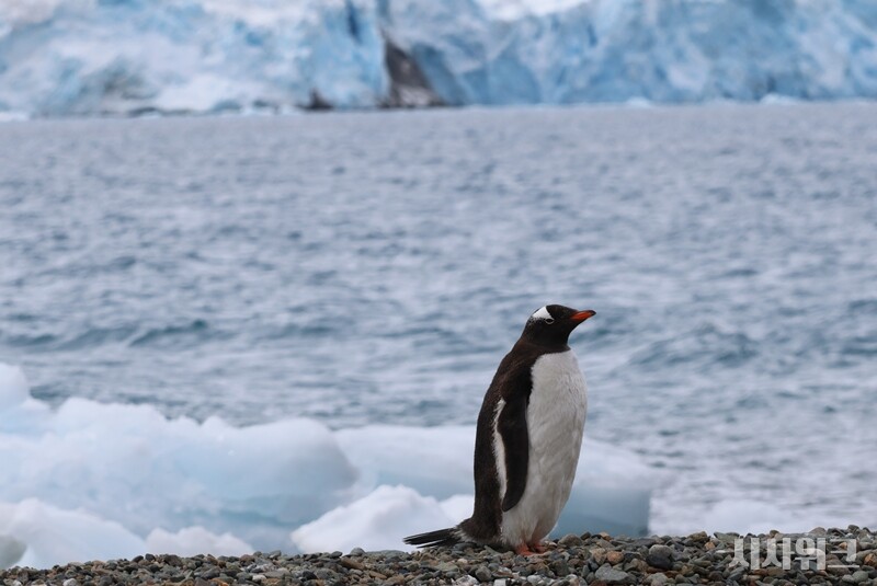  남극세종과학기지에서 가장 자주 볼 수 있는 펭귄종은 ‘젠투펭귄’이다. / 사진=남극특별취재팀 