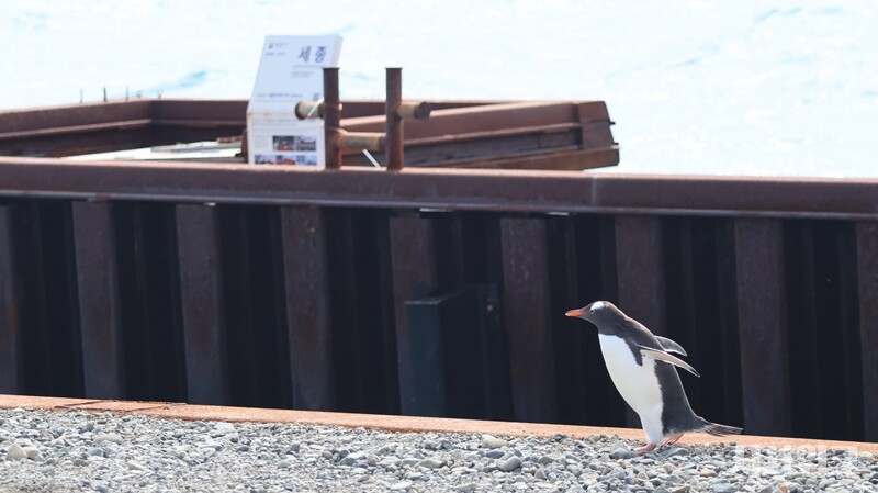 세종기지 부두 앞에 등장한 젠투펭귄. / 사진=남극특별취재팀