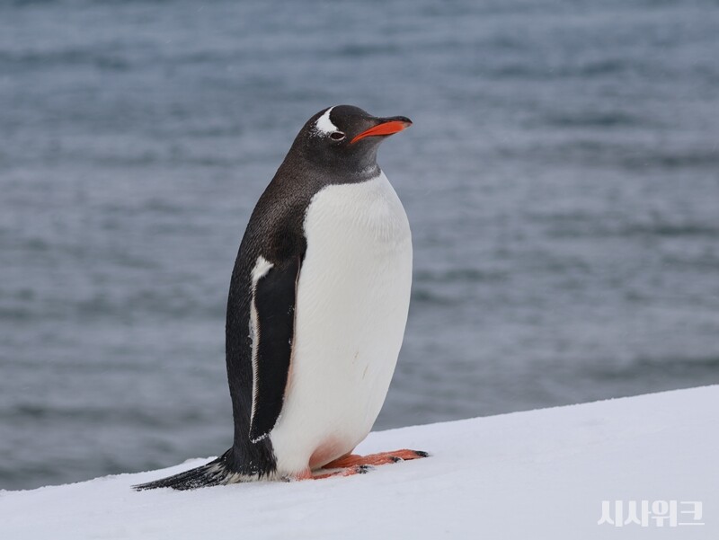 주황색 부리, 검은 등, 하얀배는 대중들에게 가장 잘 알려진 펭귄의 모습과 유사하다. / 사진=남극특별취재팀