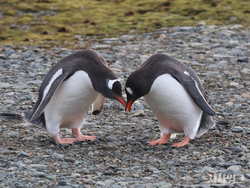두 마리의 젠투펭귄 한쌍이 애정 표현을 하고 있는 모습. / 사진=남극특별취재팀