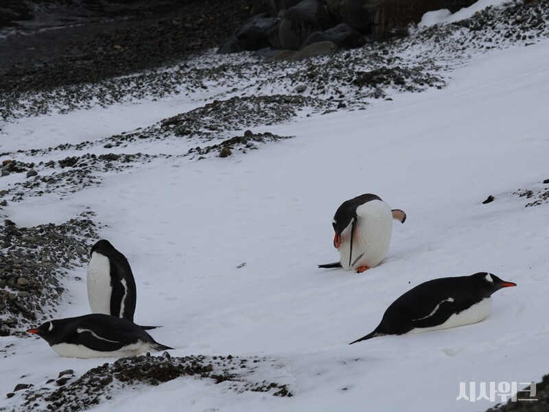 펭귄마을 인근에서 젠투펭귄 서너마리가 무리를 지어 놀고 있는 모습 /  사진=남극특별취재팀