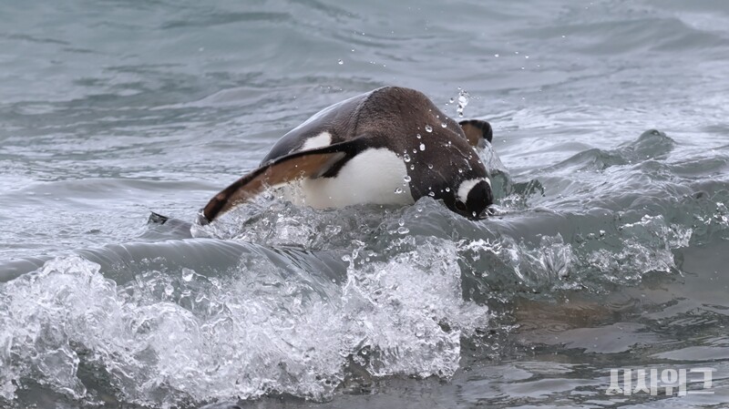 젠투펭귄은 가장 온순한 펭귄이지만 동시에 최대 시속 36km로 수영할 수 있는 가장 날렵한 사냥꾼이기도 하다. / 사진=남극특별취재팀 