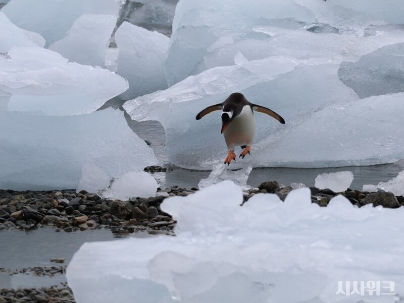 ‘국제자연보전연맹(IUCN)’에 따르면 2014년 기준 남극 내 서식하는 젠투펭귄 개체수는 38만7,000쌍으로 약 77만4,000여마리다. 턱끈펭귄 400만쌍(800만마리), 아델리펭귄 237만쌍(약 500만마리)과 비교하면 현저히 개체수가 적다. / 사진=남극특별취재팀