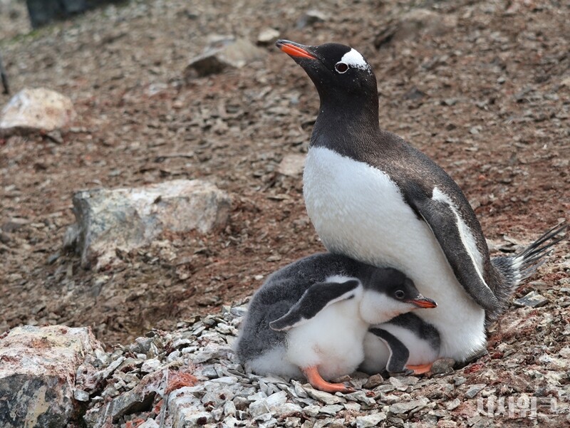 ‘펭귄마을’이라는 이름처럼 이곳에서 젠투펭귄들은 무리를 지어 번식한다. 남극의 봄인 9월~10월부터 펭귄마을을 찾아 곳곳에 ‘콜로니(군락)’을 형성한다. / 사진=남극특별취재팀