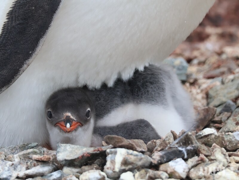 태어난지 1주일 정도 지난 새끼 젠투펭귄의 모습. / 사진=남극특별취재팀