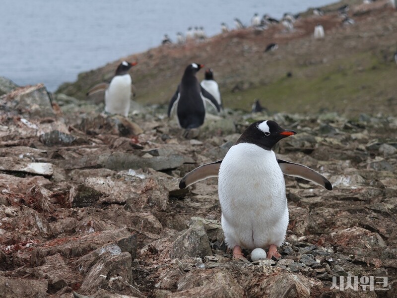 개체수가 적은 젠투펭귄이 남극에서 가장 많이 서식하는 곳 중 하나가 바로 킹조지섬이다. 그중에서도 ‘남극특별보호구역(ASPA) No. 171 나레브스키 포인트’, 일명 ‘펭귄마을’에는 약 3,000쌍의 젠투펭귄이 살고 있다. / 사진=남극특별취재팀