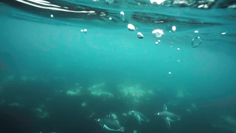 젠투펭귄이 실제 남극 바다 물속에서 수영을 하는 모습이며 2025년 1월 아델리섬 근처 바다에서 촬영한 모습 / 촬영=남극특별취재팀