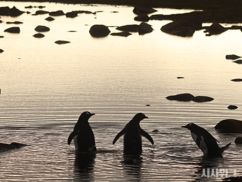 지표종이란 특정지역의 환경상태를 측정하는 척도가 되는 생물종이다. 젠투펭귄은 남극 환경과 생태계 변화의 척도가 되는 지표종이다. / 사진=남극특별취재팀
