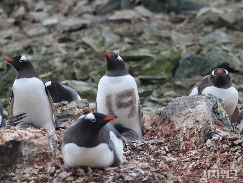 남극 지표종으로 젠투펭귄은 중요한 연구 자원이다. 사진은 세종기지를 방문한 하계대 연구팀이 젠투펭귄 개체수 파악을 위해 털에 염색을 해놓은 모습. / 사진=남극특별취재팀