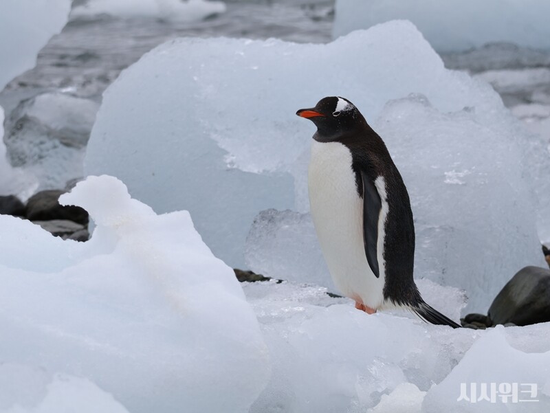 칠레대학교 연구팀에 따르면 젠투펭귄의 유전자 정보가 약 3,050년전 발견된 젠투펭귄의 화석보다 오히려 과거로 돌아간 1만4,950년 전과 유사해졌음을 발견했다. 남극의 날씨가 따뜻해지면서 젠투펭귄이 이에 적응하고자 과거의 유전정보를 발현한 것이다. /사진=남극특별취재팀