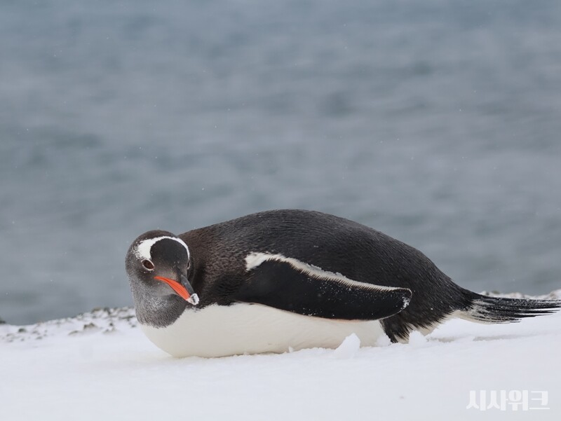 젠투펭귄은 기후변화뿐만 아니라 ‘미세플라스틱’의 해안 유출 연구에도 중요한 데이터를 제공한다. 이들이 섭취한 먹이를 분석하면 남태평양 및 남극 해역에 미세플라스틱이 얼마나 흘러 들어갔는지 쉽게 알아낼 수 있다. / 사진=남극특별취재팀
