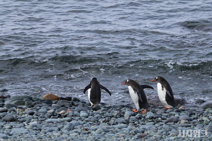 젠투펭귄의 개체수 변화는 곧 남극 생태계 변화를 의미한다. 따라서 지속적 관심을 가지고 이들의 생태를 관찰하는 것이 과학자들의 중요한 임무다./ 사진=남극특별취재팀