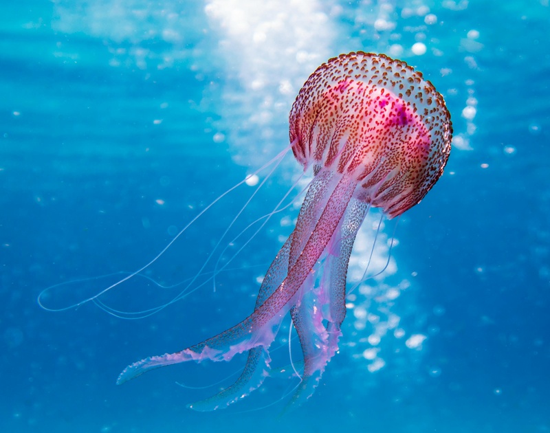 제10차 아워 오션 컨퍼런스 (Our Ocean Conference, 이하 OOC)'는 오는 28일부터 30일까지 부산 벡스코에서 열리며, 각국 정부를 비롯해 세계 글로벌 리더를 한자리에 모여 해양 현안을 논의한다. / Pawel kalisinski 