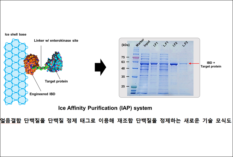 얼음 결합 단백질을 이용한 ‘얼음 친화 정제 시스템’ 원리 모식도./ 극지연구소