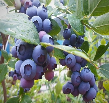 홈앤쇼핑은 강원도 정선의 유기농 블루베리를 25일 방송한다고 밝혔다. / 홈앤쇼핑