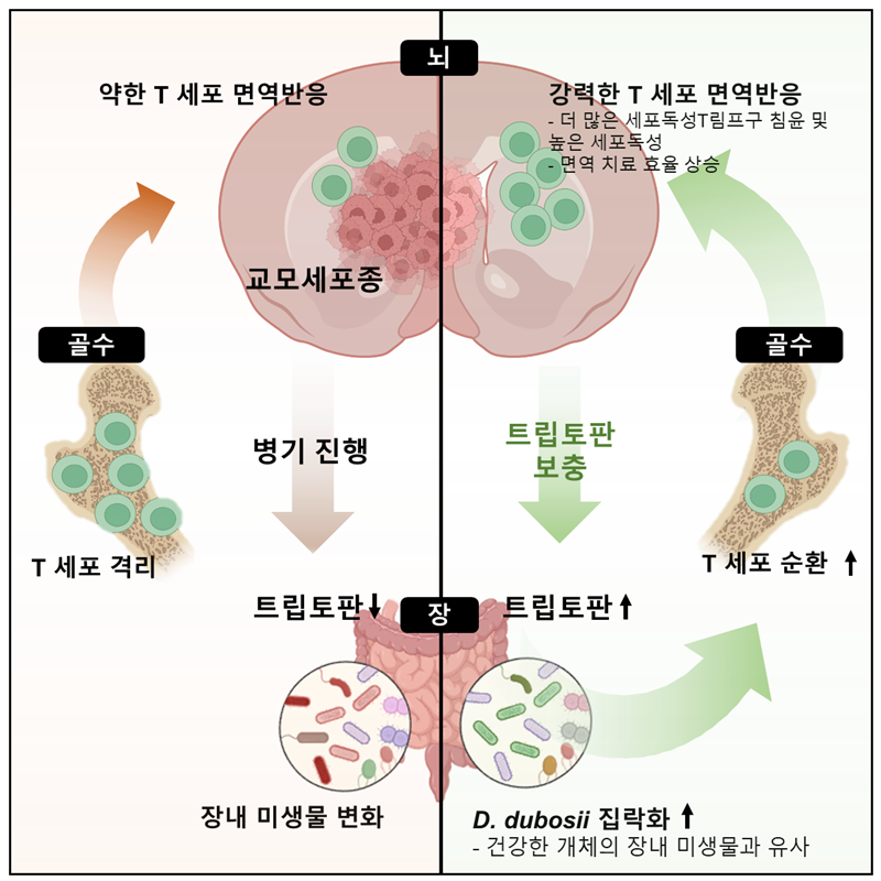 장내 미생물이 항뇌종양 면역치료 효율을 조절한다는 연구의 개요./ KAIST