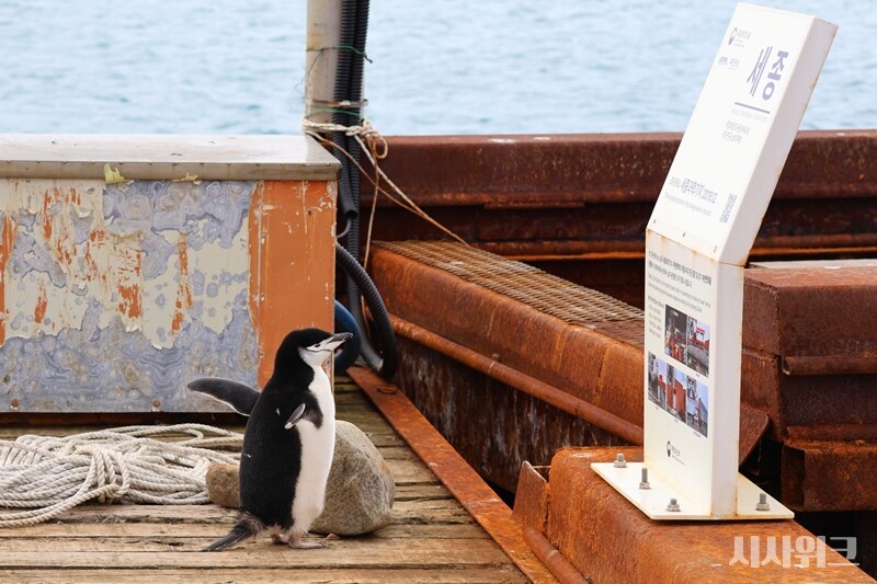  ‘턱끈펭귄(Chinstrap penguin)’은 남극에서 가장 흔히 볼 수 있는 펭귄 중 하나다. 사진은 남극세종과학기지 간판을 구경하는 턱끈펭귄./ 사진=남극특별취재팀