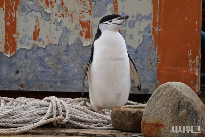 턱끈펭귄의 검은색 등과 하얀 배, 여기에 목의 검은 줄은  마치 나비넥타이를 맨 신사처럼 보이게 만든다. 말 그대로 남극의 신사다./ 사진=남극특별취재팀