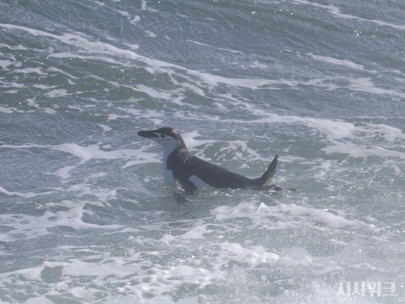 턱끈펭귄의 주 먹이는 ‘크릴새우’다. 전체 식단의 50~90%를 차지할 정도로 중요한 먹이군이다. 사진은 크릴새우를 사냥하는 턱끈펭귄의 모습./ 사진=남극특별취재팀